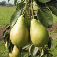 Саженец Груша колоновидная Г-3