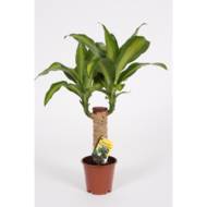 Драцена Масанжеана