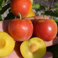 Саженец Шарафуга Белла Голд