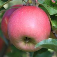 Саженец Яблоня Бонита