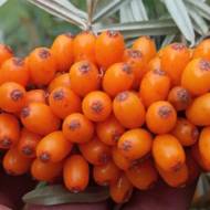 Саженец Облепиха Михайловская