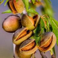 Саженец Миндаль десертный