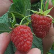 Саженец Малина Сюита