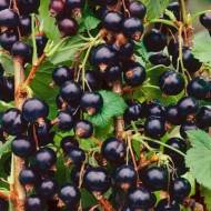 Саженец Смородина Вечерница