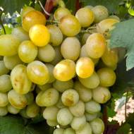 Саженец Виноград Валентина