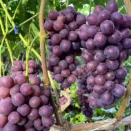Саженец Виноград Катюша