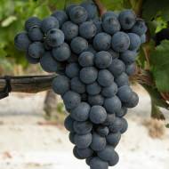Саженец Виноград винный Саперави