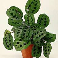 Маранта Керховена