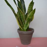 Сансевьера Лауренті