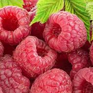 Саженец Малина Ремарка 2