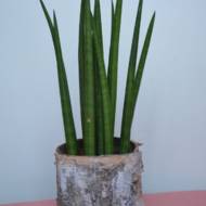 Сансевьера Циліндрика