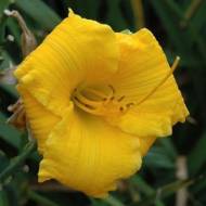 Лілійник Бакабана