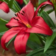 Лілія Ла гібриди Покерфейс