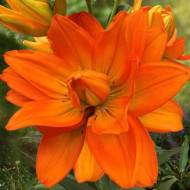 Лілія Ла гібриди Халк