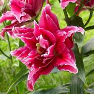 Лілія махрова східна Фабіен