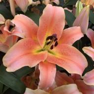 Лілійне дерево (От Гібрид) Зельміра