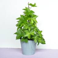 Фатсхедера на опорі