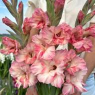 Гладіолус Чері Кенді