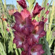 Гладіолус Тірамісу