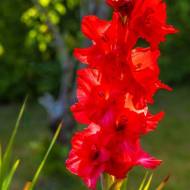 Гладіолус Вельвет Расбері