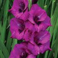 Гладіолус Пурпл Даймонд