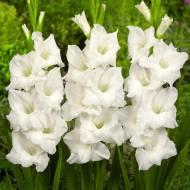 Гладіолус СноуДон