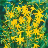 Крокосмія Джордж Давідсон