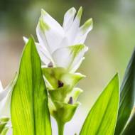 Куркума Вайт Вондер