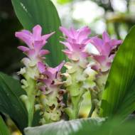 Куркума Пінк Вондер