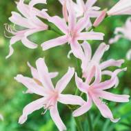 Амарін Емануель