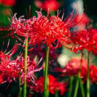 Лікоріс Радіата