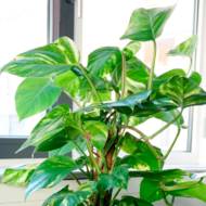 Філодендрон