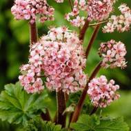 Дармера щитовидна