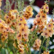 Вербозілля крапчасте