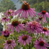 Ехінацея Дабл Деккер