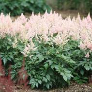 Астильба Сестра Тереза