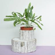 Флебодіум Blue Star