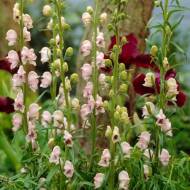 Аконіт Рубеллум