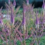 Веронікаструм Чарівність