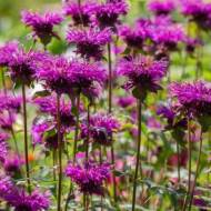 Монарда Скорпіон