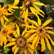 Лігулярія Міднайт Леді