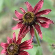 Рудбекія Чері Бреді