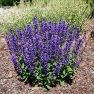 Шавлія дібровна Мерло Блю