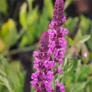 Шавлія дібровна Пінк Б’юті