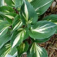 Хоста Стінг