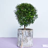 Мирт на штамбі