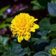 Геліантус Лондон Голд