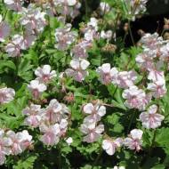 Герань Біоково