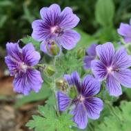 Герань Роземур