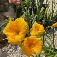 Лилейник Бакабана